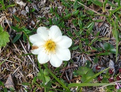 Dryas integrifolia