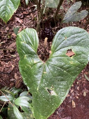 Anthurium caramantae