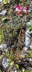 Pedicularis sudetica