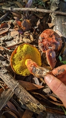 Aureoboletus flaviporus