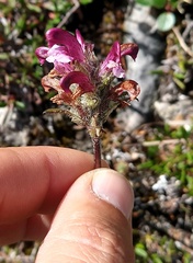 Pedicularis sudetica