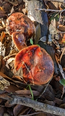 Aureoboletus flaviporus