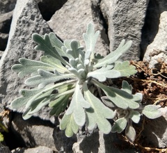 Artemisia alaskana