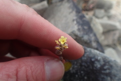 Myosotis australis