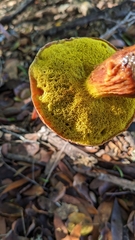 Aureoboletus flaviporus