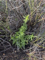 Trichostema lanatum