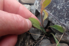 Myosotis australis