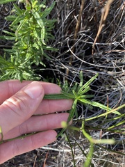 Trichostema lanatum
