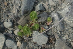 Epilobium pycnostachyum