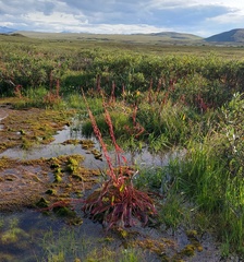 Rumex arcticus