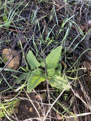Salvia spathacea