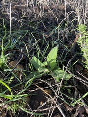 Salvia spathacea