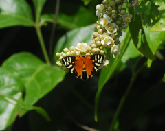 Symmachia rubina