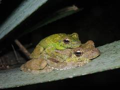 Itapotihyla langsdorffii