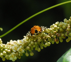 Symmachia rubina