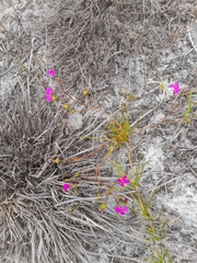 Stylidium scandens