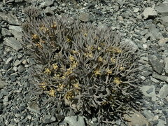 Lignocarpa carnosula