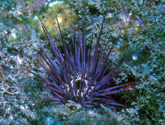 Echinostrephus aciculatus