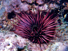 Echinostrephus aciculatus