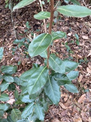 Elaeagnus