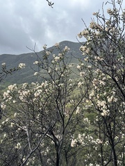 Ceanothus crassifolius