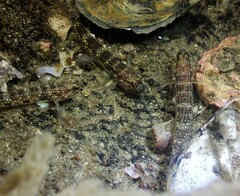 Istigobius hoesei