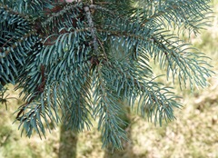 Abies concolor