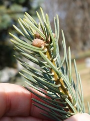 Abies concolor