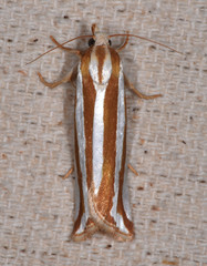 Pelochrista crambitana