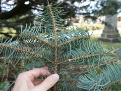 Abies concolor
