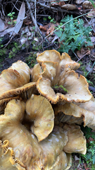 Omphalotus olivascens