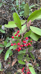 Heteromeles arbutifolia