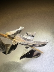 Cynoglossum officinale