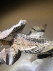 Cynoglossum officinale