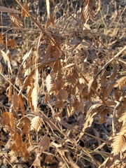 Chasmanthium latifolium