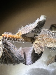 Cynoglossum officinale