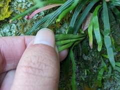 Haplopteris anguste-elongata