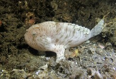 Antennarius striatus