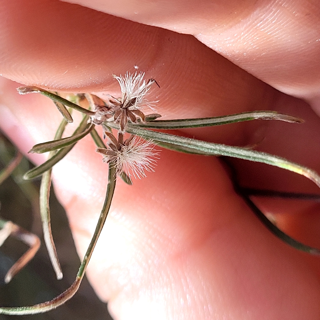Olearia lineata in January 2023 by Julia Palmer · iNaturalist