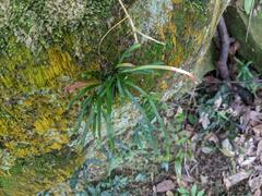 Haplopteris anguste-elongata