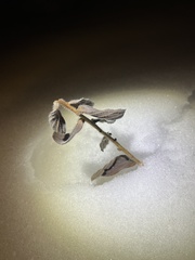 Cynoglossum officinale