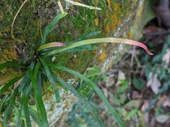 Haplopteris anguste-elongata