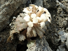 Notothlaspi rosulatum