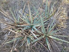 Yucca pallida