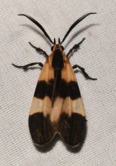 Correbidia assimilis