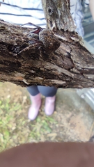 Socca pustulosa