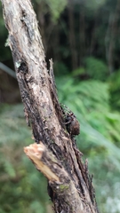 Socca pustulosa
