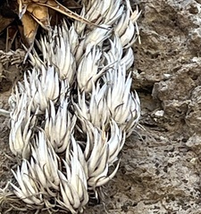 Tillandsia mitlaensis