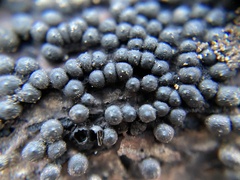 Rosellinia corticium