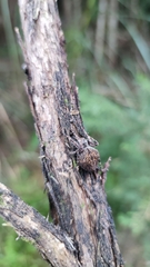 Socca pustulosa